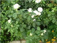 088b3180-Picture 3221.jpg